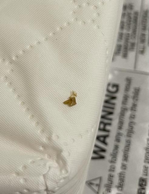 Zoomed in bed bug shell? - Glow Community