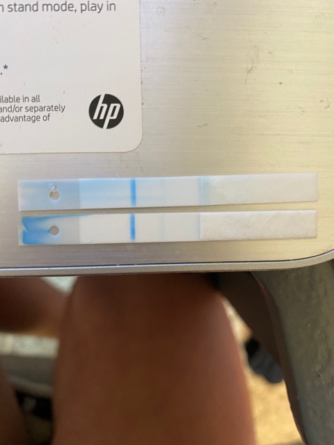 These Are The Inside Of A Clear Blue Digital Are These Faint Positives these-are-the-inside-of-a-clear-blue-digital-are-these-faint-positives
